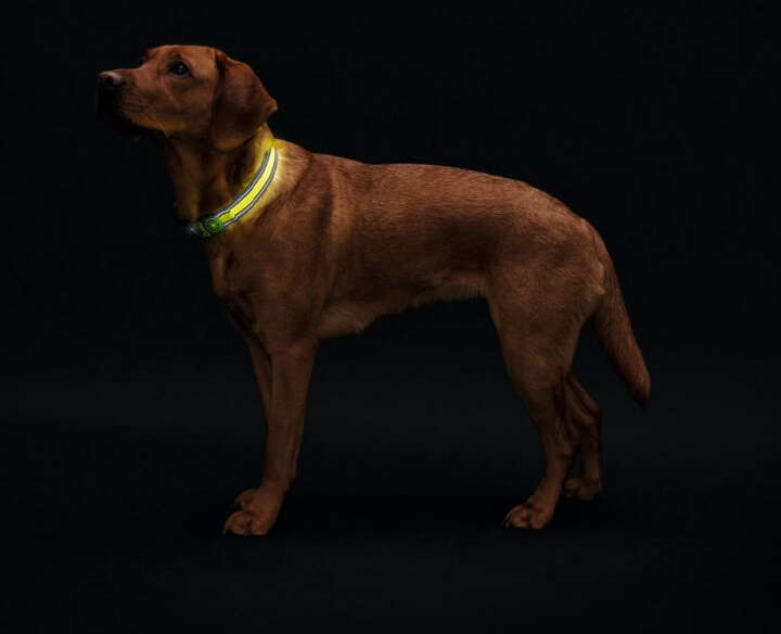 HUNTER LED-Leuchthalsband Manoa Glow